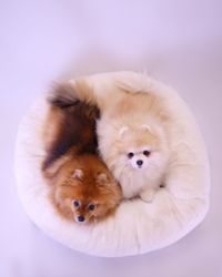 Always Fluffy Dog Bed