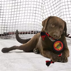 Sport Toys NHL Chicago Blackhawks Puck Hundleksak
