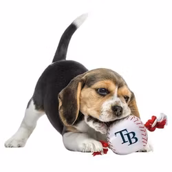 Sport Toys Tampa Bays Baseboll Hundleksak