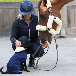 Kentucky Dog Coat Orginal Navy