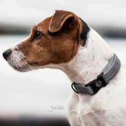 Kentucky Hundhalsband Reflectiv