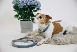 Kentucky Dogwear Koppel Velvet Light Blue