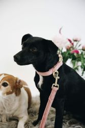 Kentucky Dogwear Koppel Velvet Old Rose