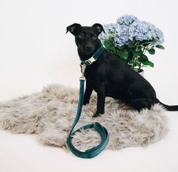 Kentucky Dogwear Koppel Velvet Emerald