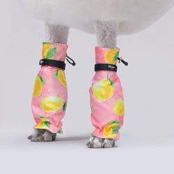 MILLOR DOG - PROTECTORS CITRUS KORTA