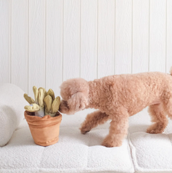 DOGGOTIQUE - PUPS & BUBS SALAD POT