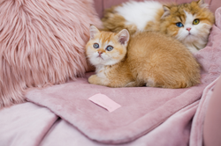 Oh Charlie Magic Blanket Powder Pink