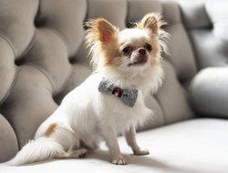 Oh Charlie Bow-tie Radley Grey