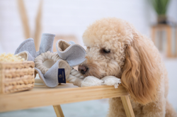 Oh Charlie Toy Boho