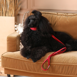 WAGGING TAIL Collar JAIPUR