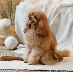 WAGGING TAIL Collar TEDDY BEAR