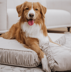 WAGGING TAIL Dog bed LATTE