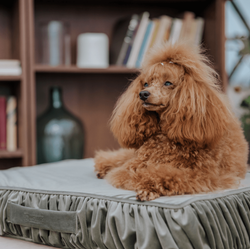 WAGGING TAIL Dog bed MATCHA