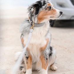 Wiilliam Walker Dog Collar Sea Salt