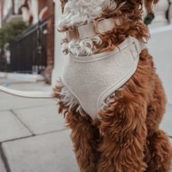 BY TEDDY - Boucle Sele Marshmallow