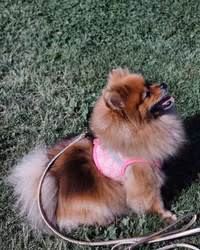 LUXURY PET - Elegant hund/kattsele GG