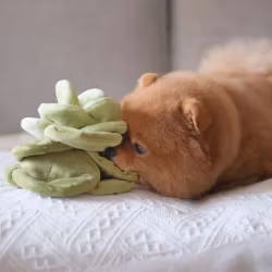 PUPS & BUBS Snuffle Cabbage Nosework Leksak