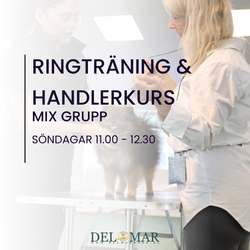 RING & HANDLERTRÄNING SÖNDAGAR   "MIXGRUPP" (Erfarna och fokus på handling samt detaljer) KL. 11.00 - 12.30