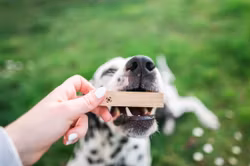 LØYPE - Sniffing Sticks Set