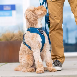 Dog Copenhagen - Comfort Walk Pro Harness BLACK