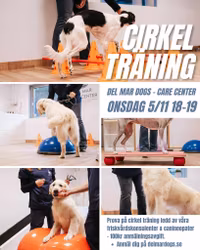DELMAR CARECENTER - CIRKELTRÄNING (Stärk din hunds leder & muskler)