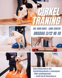 DELMAR CARECENTER - CIRKELTRÄNING 3/12 (Stärk din hunds leder & muskler)