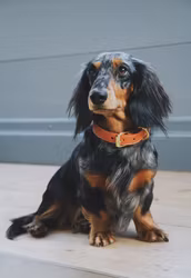 Color Of Sweden - Congac Collar