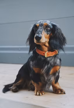 Color Of Sweden - Congac Collar