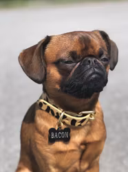 Color Of Sweden - Leopard Collar