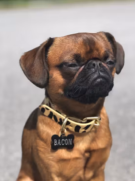 Color Of Sweden - Leopard Collar