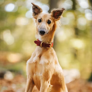 Color Of Sweden - Burgundy Wool Collar