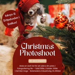 JULFOTOGRAFERING HUND