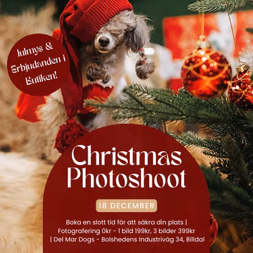 JULFOTOGRAFERING HUND