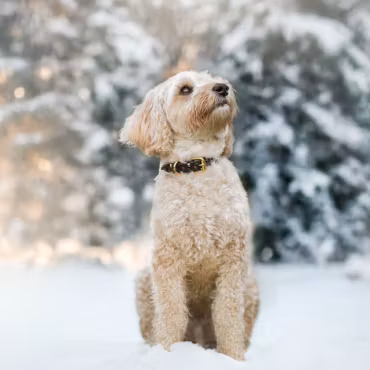 Collar Of Sweden - Santa Paws Christmas Dog Collar Thin