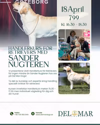 HANDLERKURS FÖR RETRIEVERS - SANDER NUGTEREN 18/4 16.30-18.30
