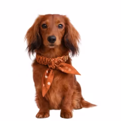 SKYO - COLLAR SCARF NOVA PEACH