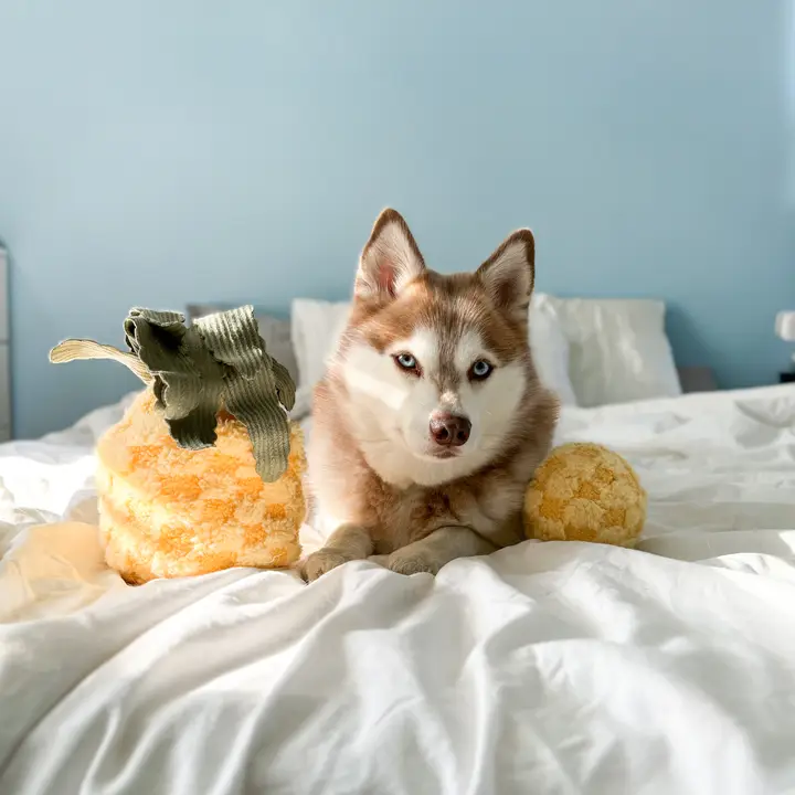 Lambwolf Nosework Pinapple