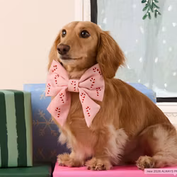 FOGGY DOG - Rosa Julrosett