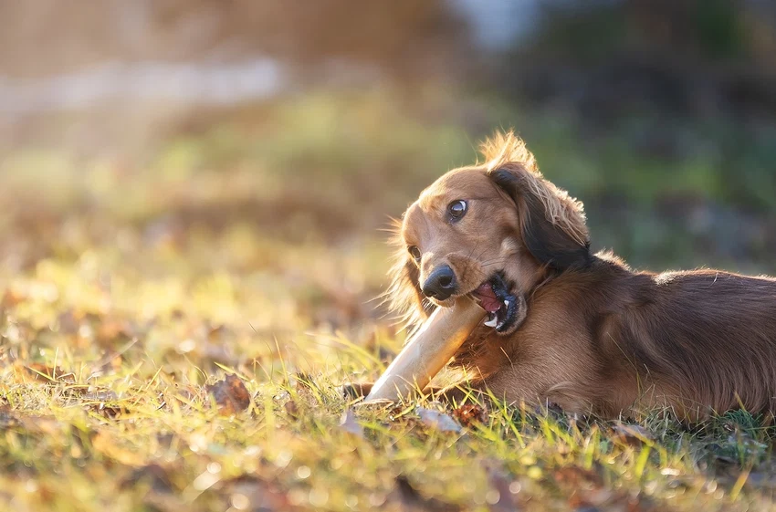 Kerotugg Svenskt Hundtugg Älgbiff 15