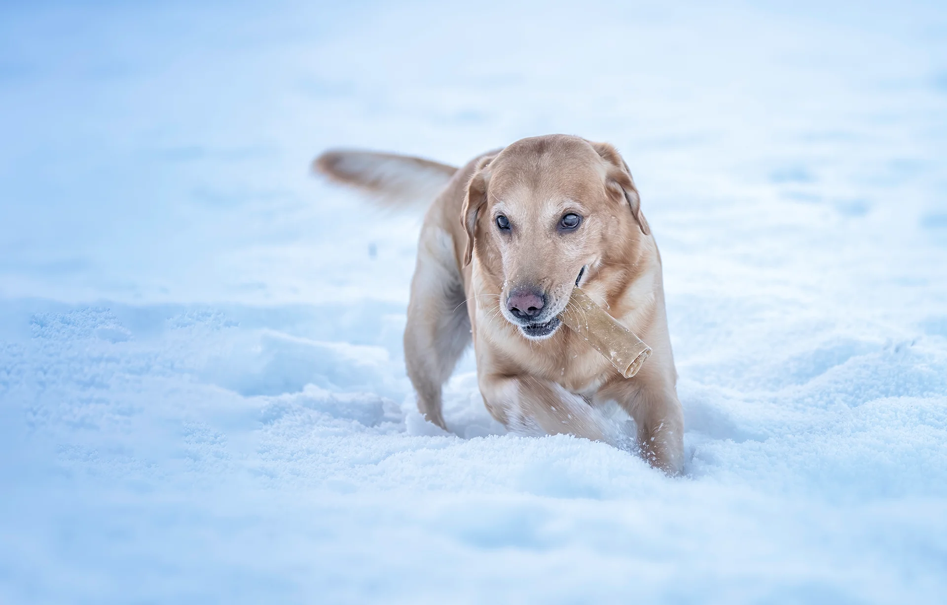 Kopia Kerotugg Svenskt Hundtugg Älg 15