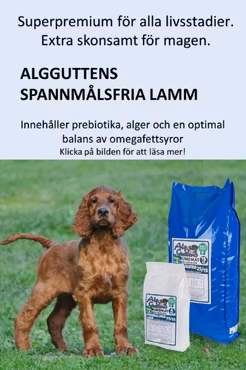 AlgGuttens Spannmålsfria Lamm 4kg