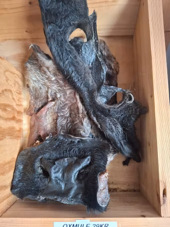 Emmzo Svenskt Hundtugg Oxmule med Päls