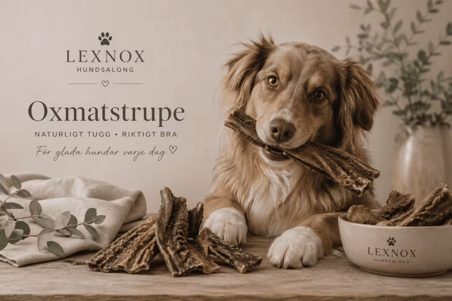 LexNox Hundshop