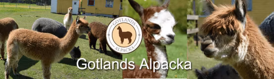 Gotlands Alpacka