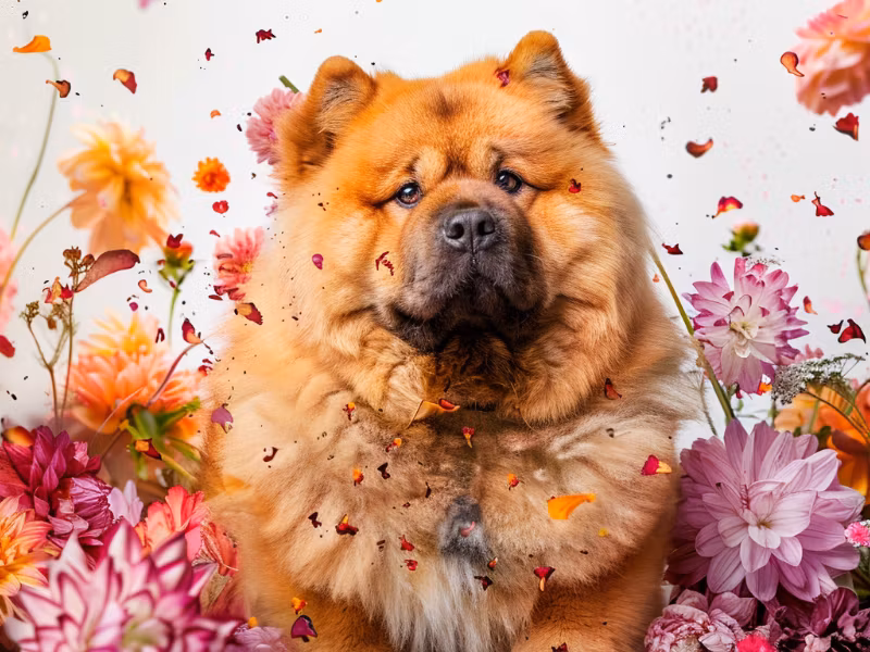 276 Favoritt Hund krus
