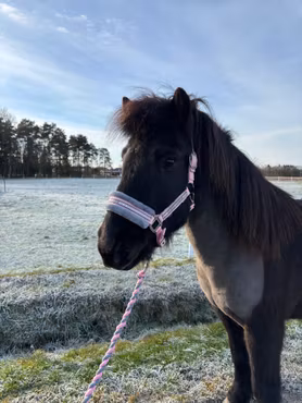 Grimma Horse Unique - Ljusrosa/Grå