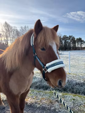 Grimma Horse Unique Grön/Creme