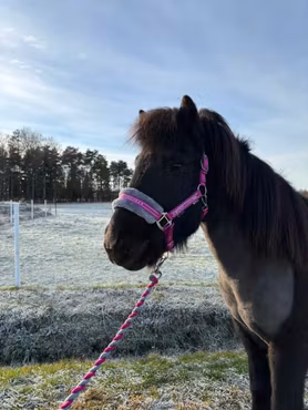 Grimma Horse Unique - Mörkrosa/Grå
