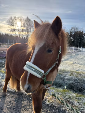 Grimma Horse Unique - Olive/Beige