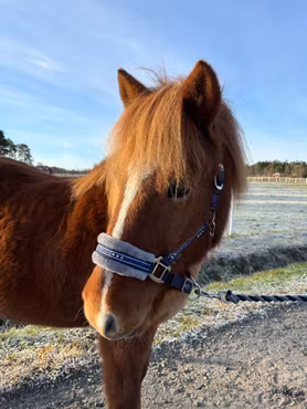 Grimma Horse Unique - Marinblå/Grå